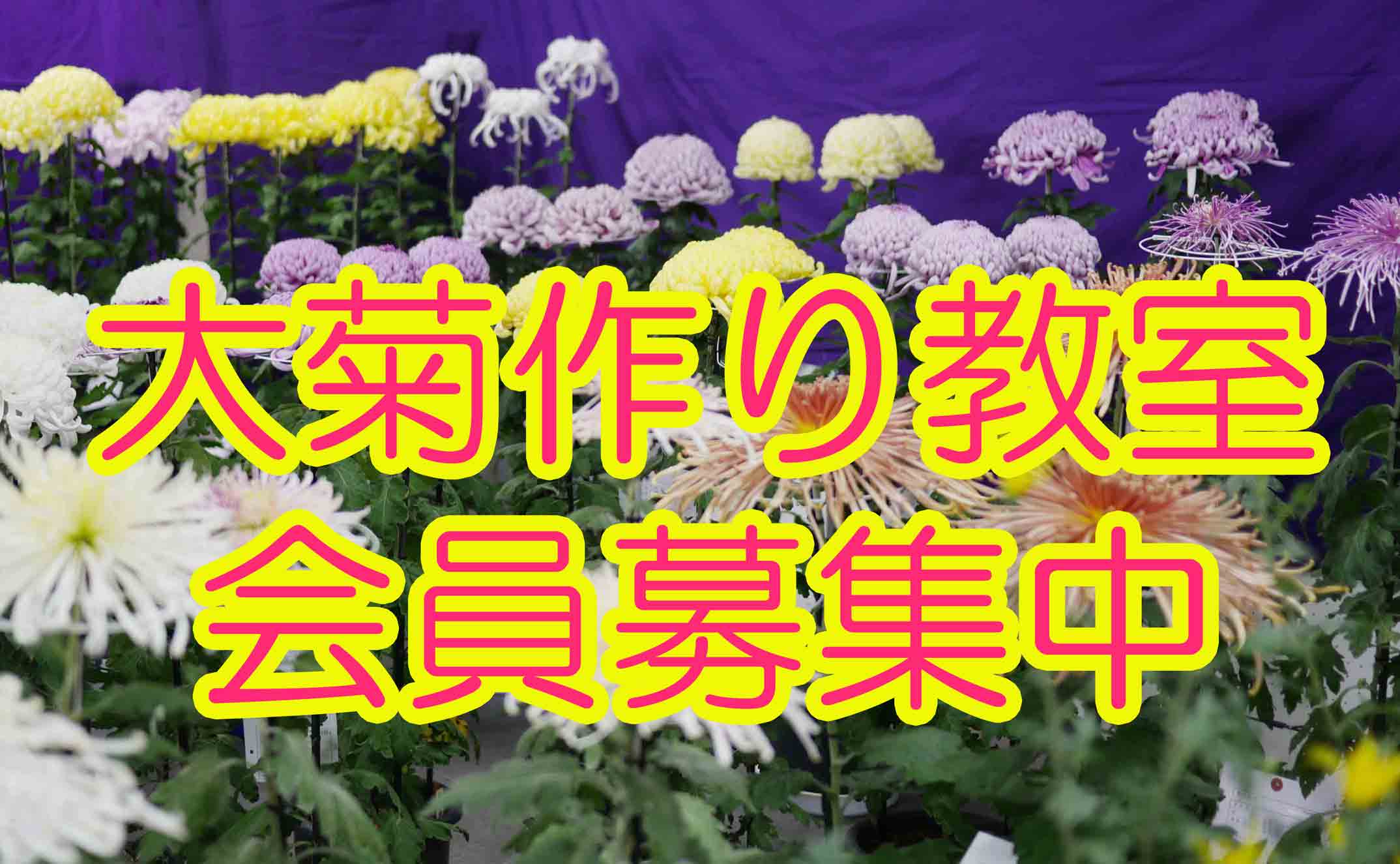 菊写真